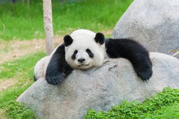 Curiosidades sobre pandas - 6. Existem apenas 2 mil pandas no mundo