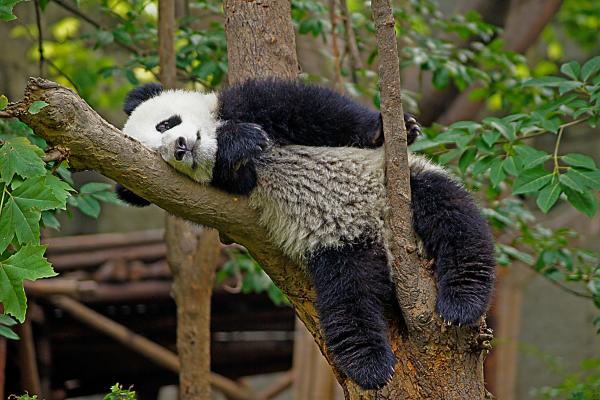 Curiosidades sobre pandas - 9. Podem nadar e subir em árvores