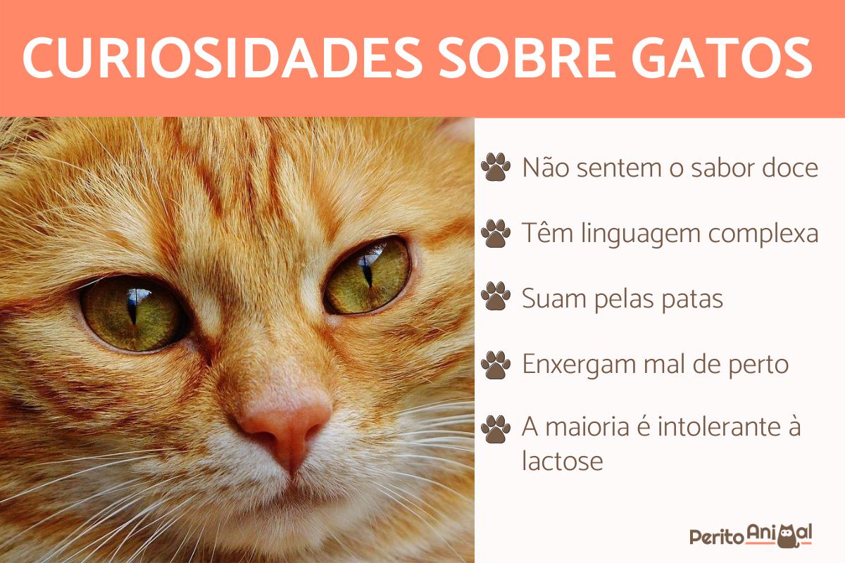 10 coisas que você não sabia sobre gatos