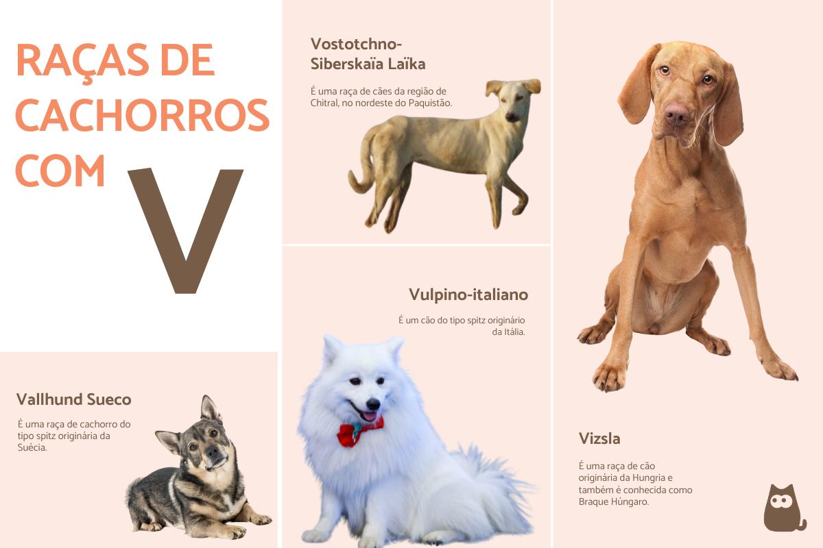 Raças de cães que começam com a letra V