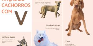 Raças de cães que começam com a letra V