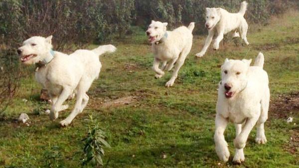 Raças de cães que começam com a letra V - Valdueza