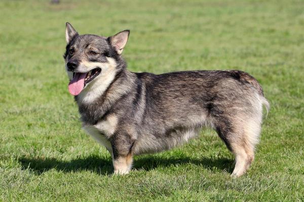 Raças de cães que começam com a letra V - Vallhund sueco