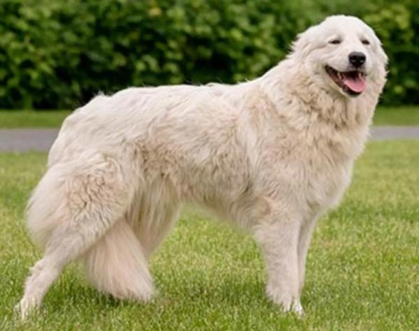 Raças de cães que começam com a letra V - Vikhan