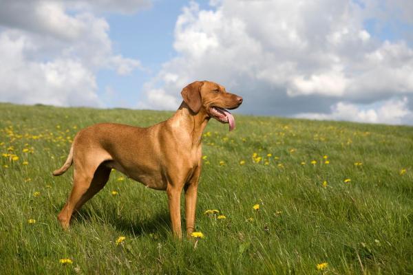 Raças de cães que começam com a letra V - Vizsla