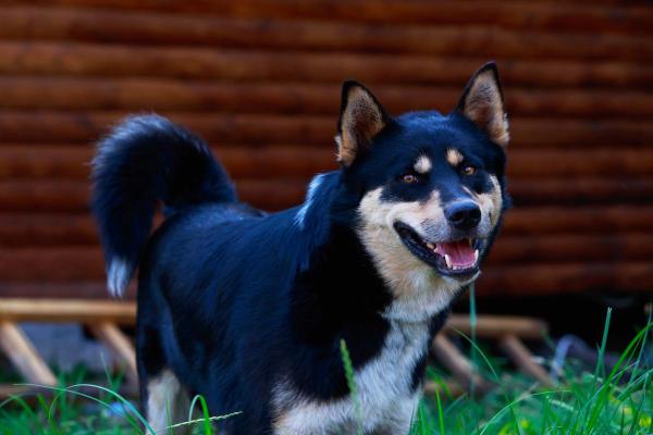 Raças de cães que começam com a letra V - Vostotchno-Siberskaïa Laïka