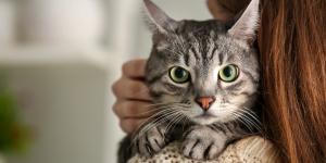 Gatos esquecem os donos depois de 3 dias?