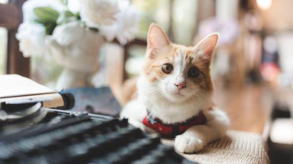 Pode passear com gato na coleira? - Arnês, mochila e calma: o que você nunca deve esquecer antes de sair de casa