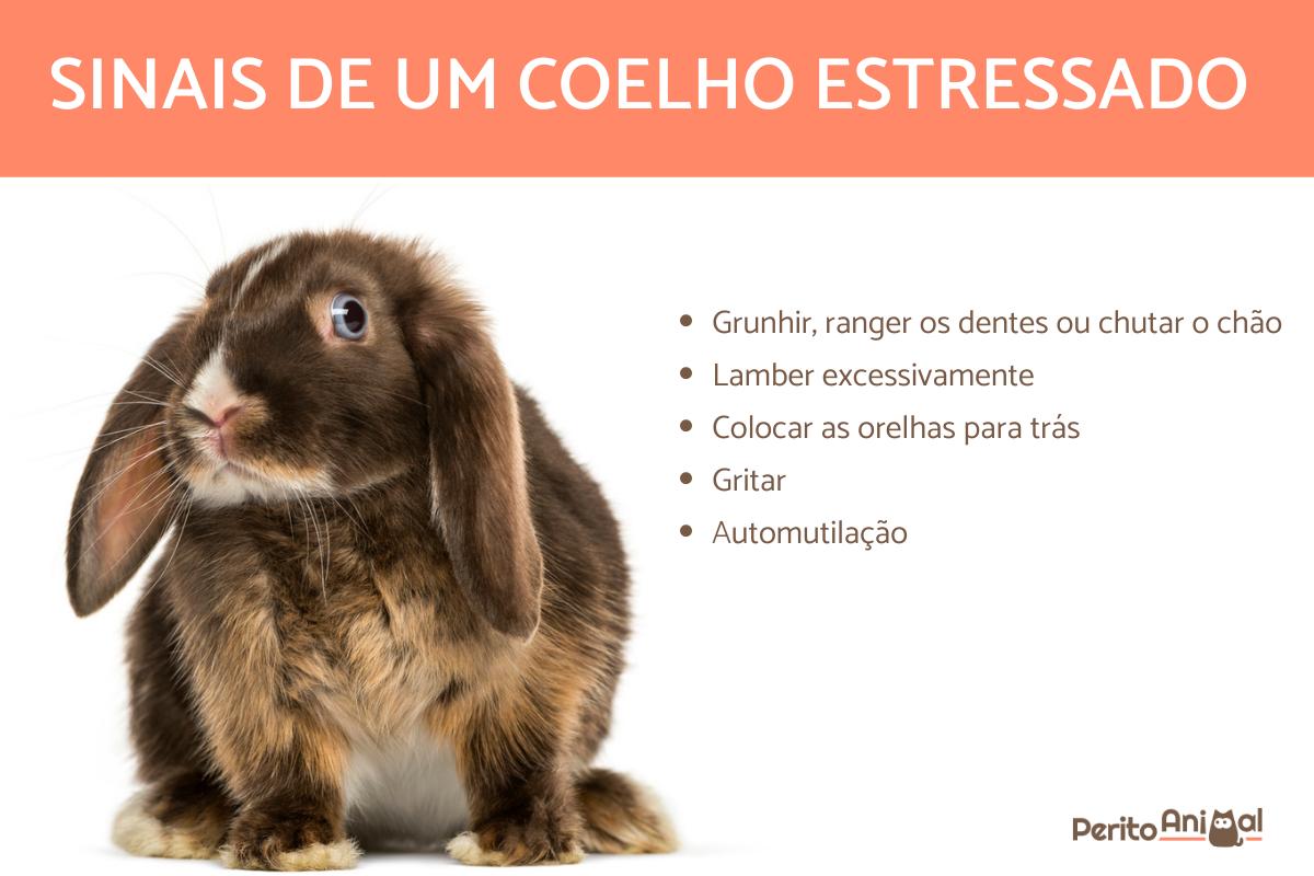 Sintomas de um coelho estressado