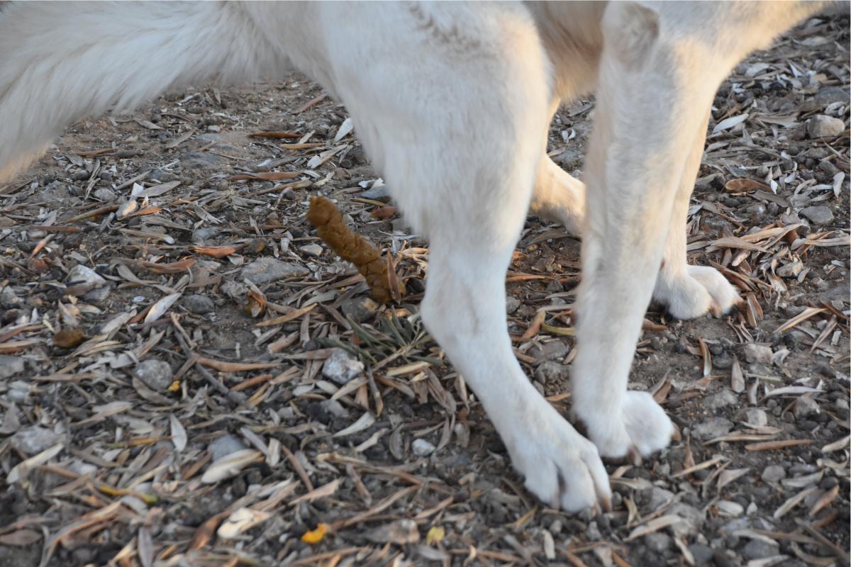 Vermes nas fezes do cachorro - Causas e o que fazer