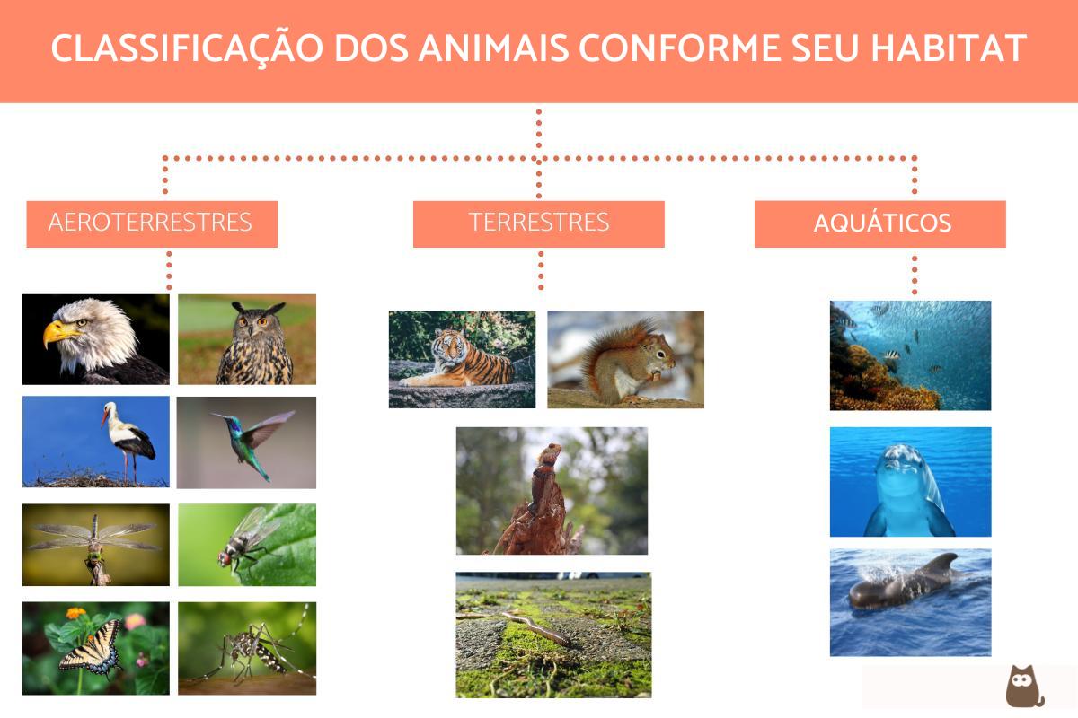 Classificação dos animais conforme seu habitat