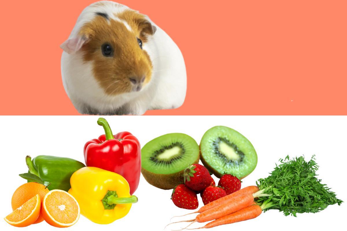 Vitamina C para porquinhos-da-índia - Importância, dosagem e alimentos