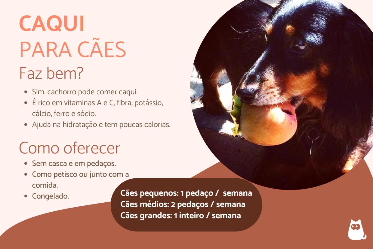 Cachorro pode comer caqui?