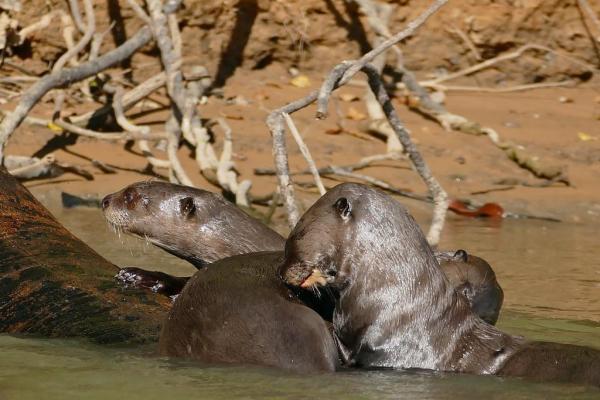 Animais em extinção na Amazônia - Imagens e curiosidades -