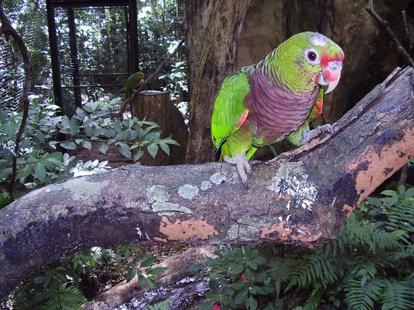 Animais em extinção na Amazônia - Imagens e curiosidades -