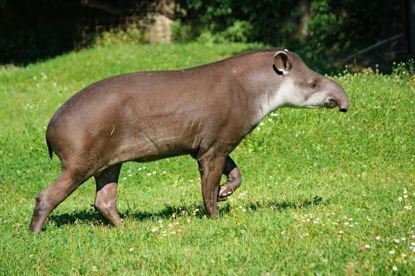 Animais em extinção na Amazônia - Imagens e curiosidades -