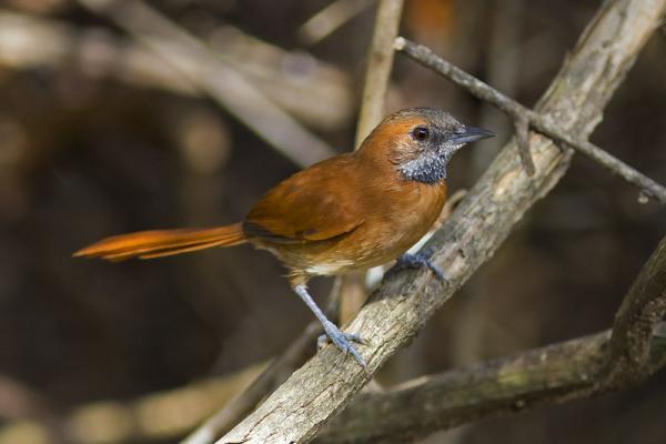 Animais em extinção na Amazônia - Imagens e curiosidades -