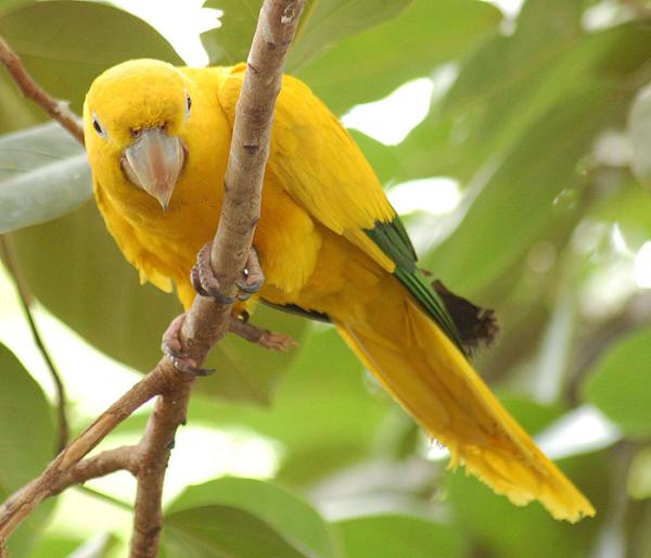 Animais em extinção na Amazônia - Imagens e curiosidades -