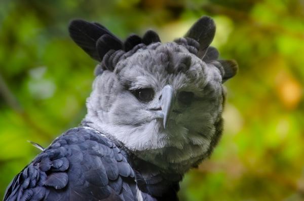 Animais em extinção na Amazônia - Imagens e curiosidades -