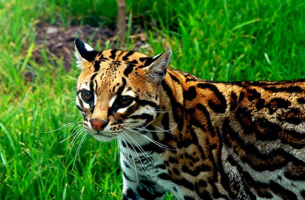 Animais em extinção na Amazônia - Imagens e curiosidades -