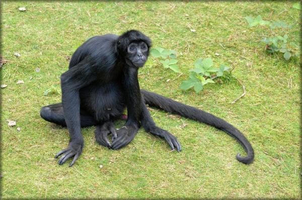 Animais em extinção na Amazônia - Imagens e curiosidades -