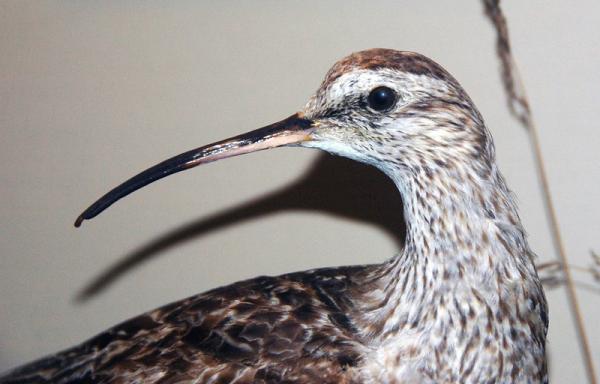 Animais em extinção na Amazônia - Imagens e curiosidades -