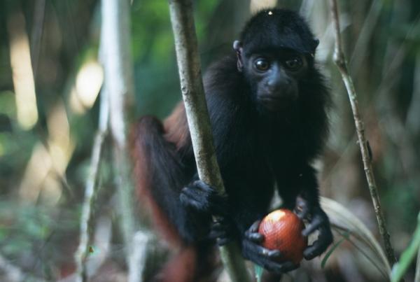 Animais em extinção na Amazônia - Imagens e curiosidades -