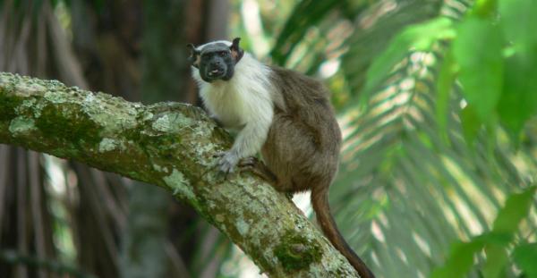 Animais em extinção na Amazônia - Imagens e curiosidades -