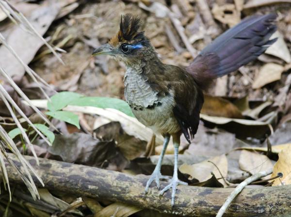 Animais em extinção na Amazônia - Imagens e curiosidades -