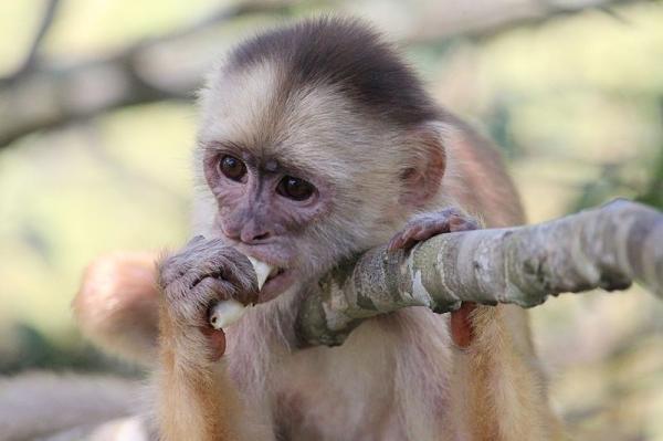 Animais em extinção na Amazônia - Imagens e curiosidades -