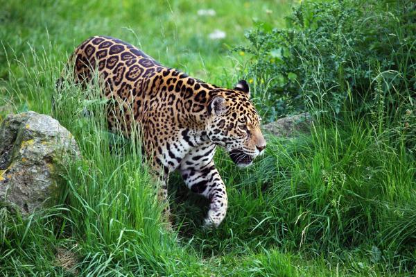 Animais em extinção na Amazônia - Imagens e curiosidades -