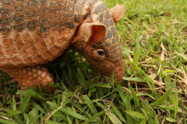 Animais em extinção na Amazônia - Imagens e curiosidades -