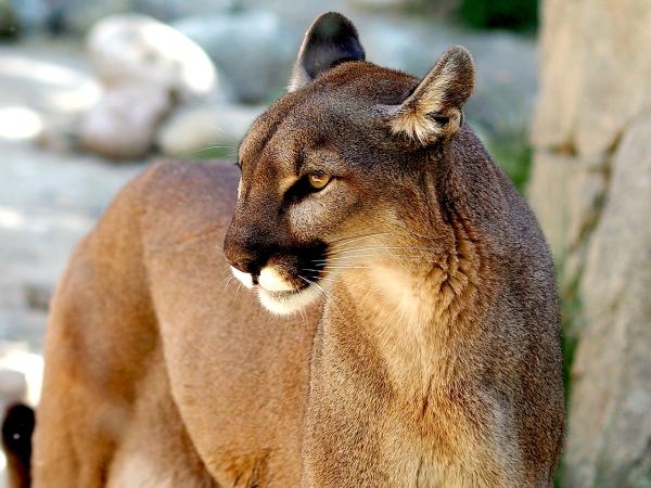 Animais em extinção na Amazônia - Imagens e curiosidades -