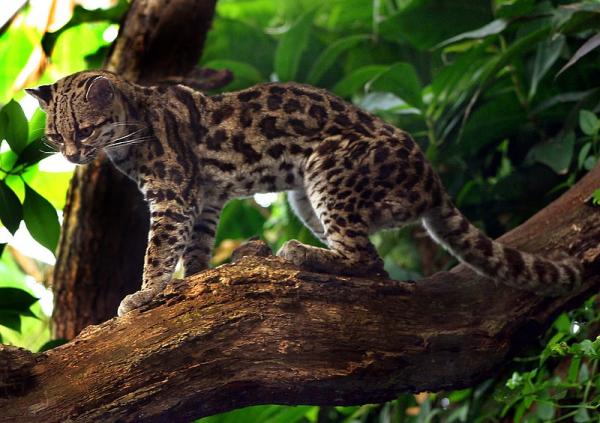 Animais em extinção na Amazônia - Imagens e curiosidades -
