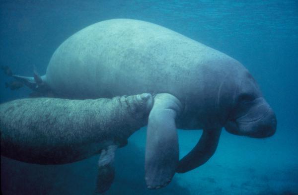 Animais em extinção na Amazônia - Imagens e curiosidades -