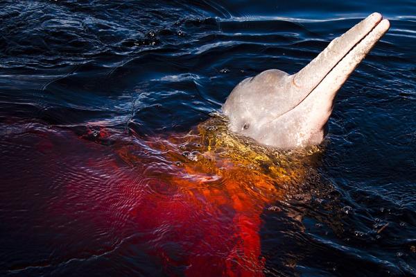 Animais em extinção na Amazônia - Imagens e curiosidades - Animais ameaçados de extinção na Amazônia