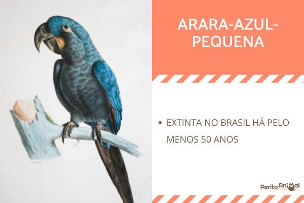 Animais em extinção na Amazônia - Imagens e curiosidades - Animais em extinção na Amazônia