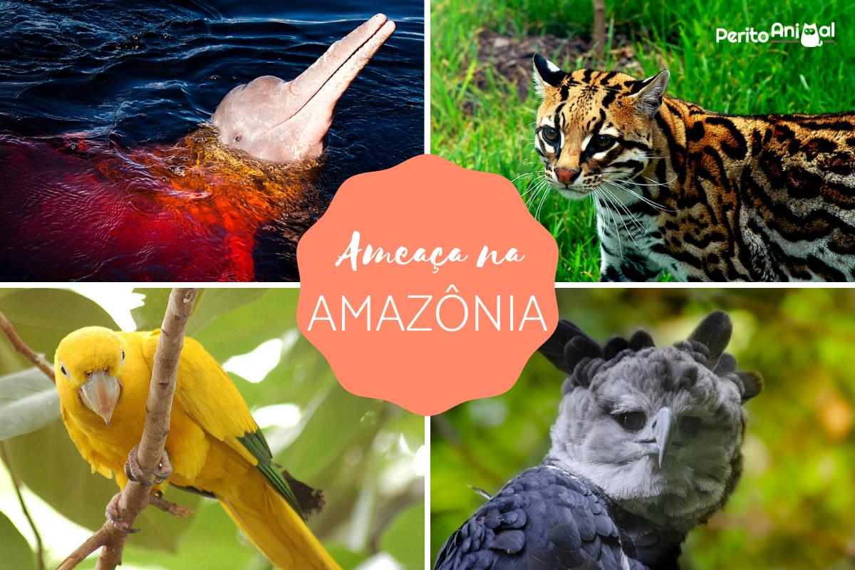 Animais em extinção na Amazônia - Imagens e curiosidades