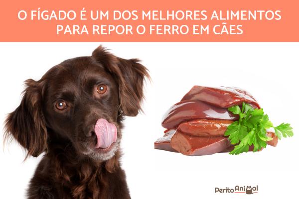 Alimentos ricos em ferro para cachorros - Faz bem dar fígado para cães?