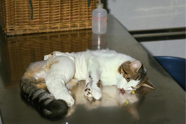 Gato com dificuldade de andar com as patas traseiras - 3. Traumatismos
