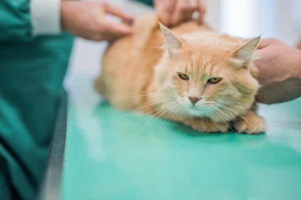 Gato com dificuldade de andar com as patas traseiras - 5. Tumor