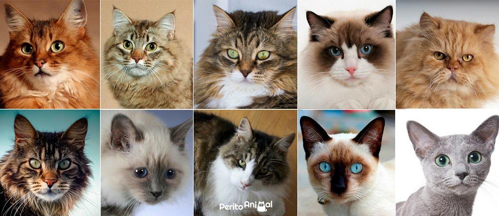 Raças de Gatos