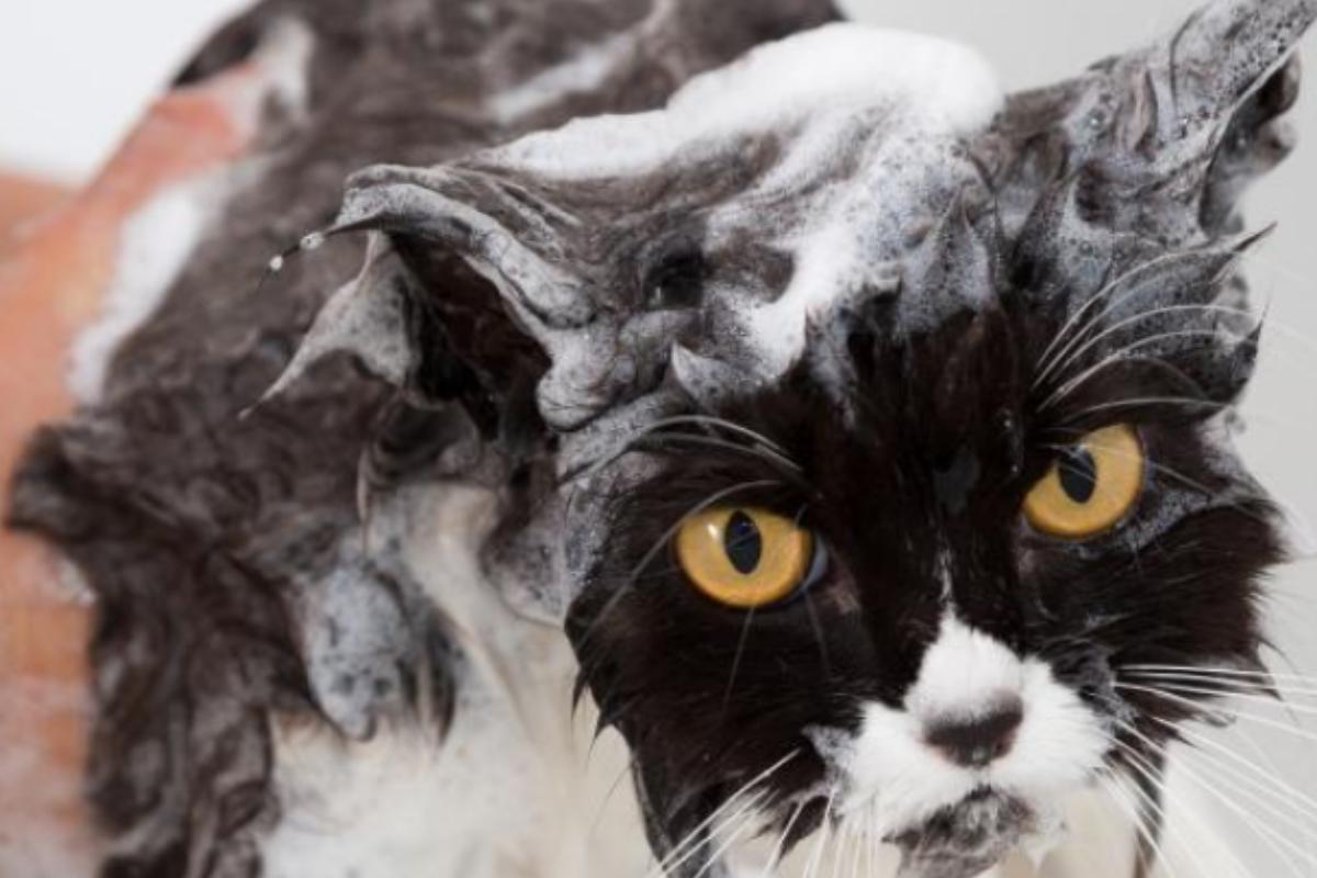 Dicas para dar banho a um gato com pulgas