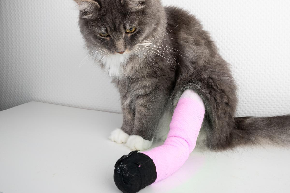 Gato com dificuldade de andar com as patas traseiras