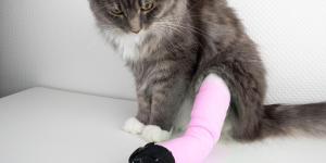 Gato com dificuldade de andar com as patas traseiras