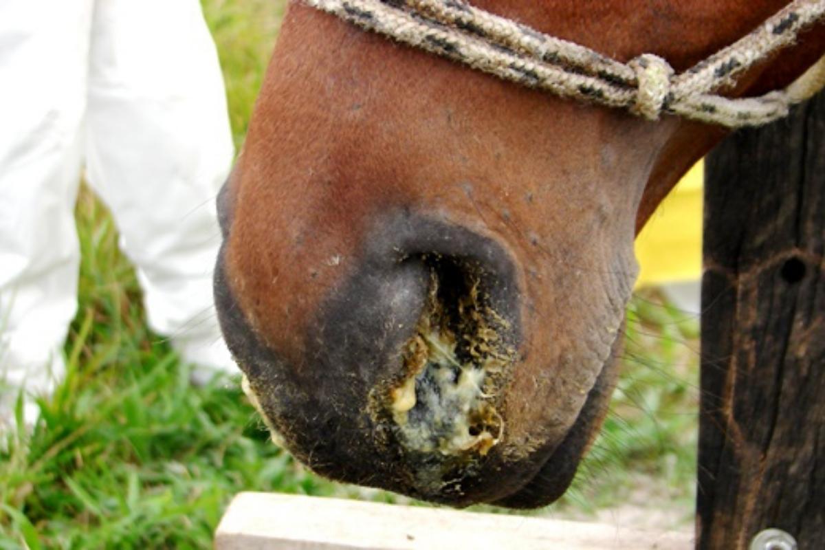 Mormo equino - Sintomas e Prevenção