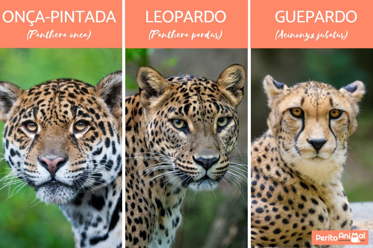 Diferenças entre onça-pintada, guepardo e leopardo