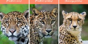 Diferenças entre onça-pintada, guepardo e leopardo