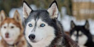 Cores de husky siberiano: não são só branco e preto