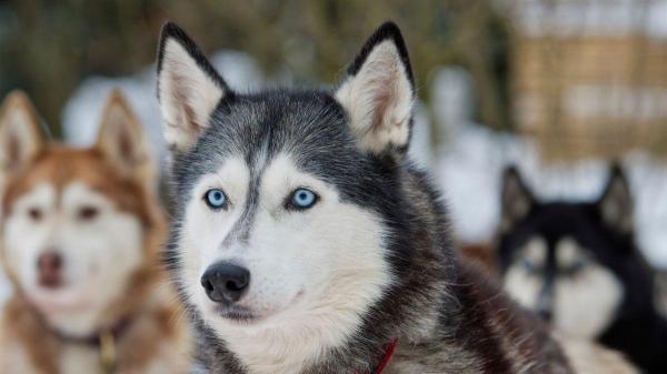 Cores de husky siberiano: não são só branco e preto